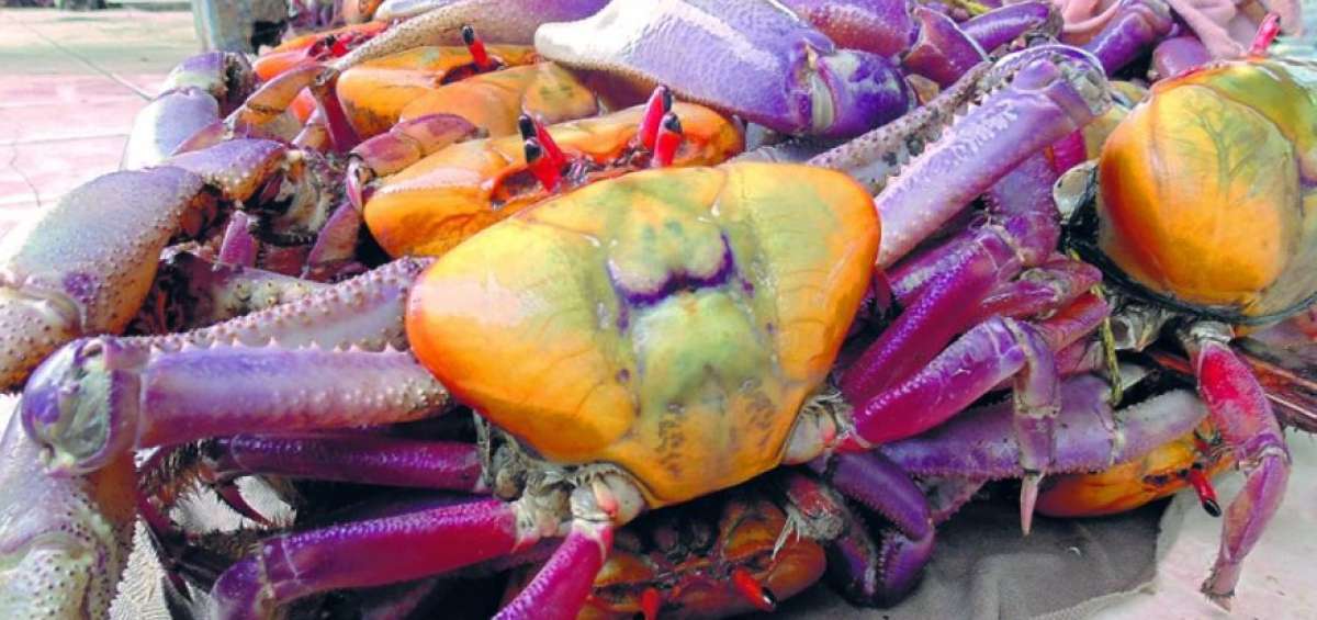 Los cangrejeros de Churute se capacitan en pesca artesanal