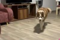 Un husky fue la sensación en TikTok tras ser grabado acechando a su dueña como un verdadero lobo.