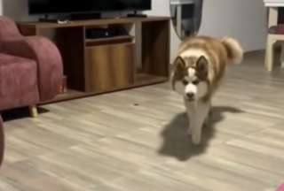 Un husky fue la sensación en TikTok tras ser grabado acechando a su dueña como un verdadero lobo.