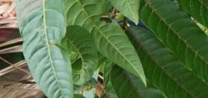 Una nueva especie de &aacute;rbol fue descubierta en la Amazon&iacute;a ecuatoriana