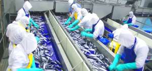 Poblaci&oacute;n de peces pel&aacute;gicos peque&ntilde;os aument&oacute; tras la extensi&oacute;n de vedas
