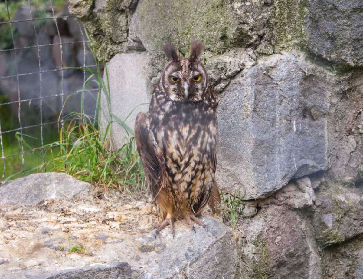 El b&uacute;ho estigio es una de las especies de ave que se encuentran en Quito.