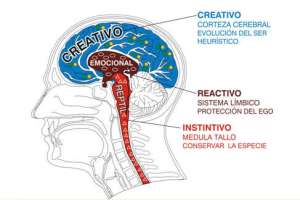 Nuestro cerebro es apenas diferente