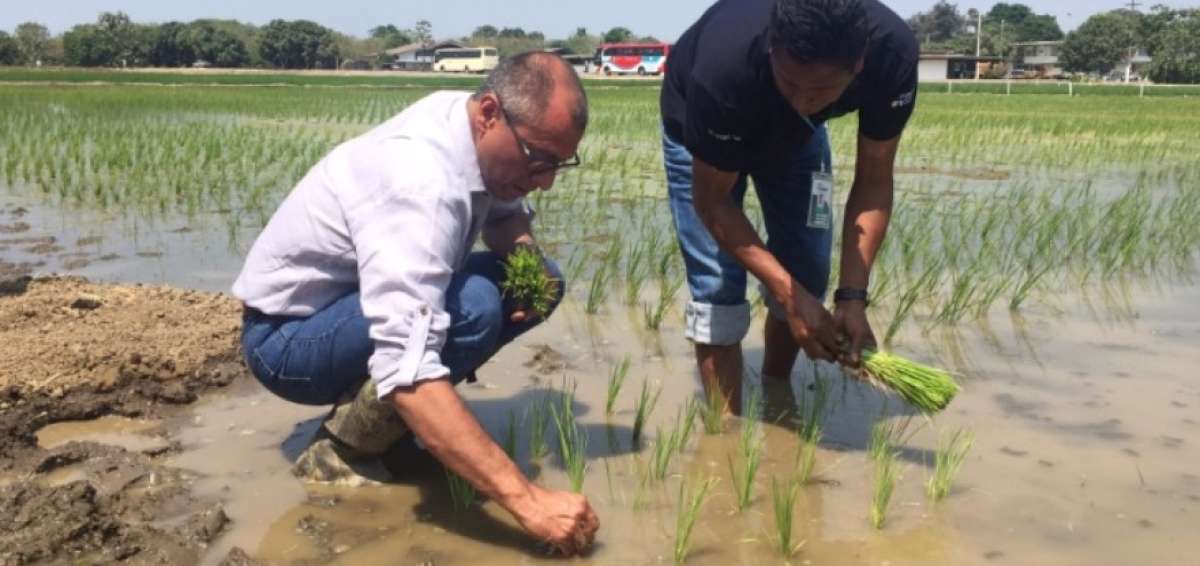 El vicepresidente Jorge Glas sembr&oacute; semillas de la nueva variedad de arroz. 