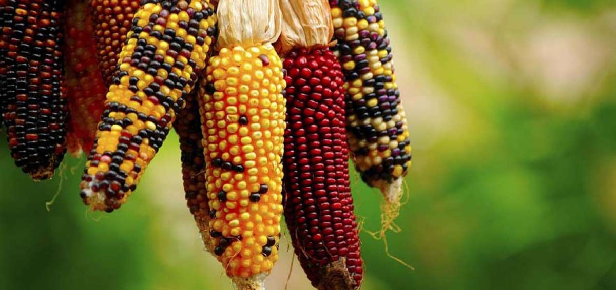 El nombre de la competencia proviene de la denominaci&oacute;n (misha) que reciben los granos de ma&iacute;z cuyo color es diferente al tradicional, el amarillo.