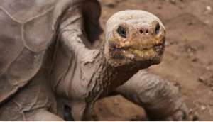 Solitario George ser&aacute; exhibido en Museo de Historia Natural de Nueva York