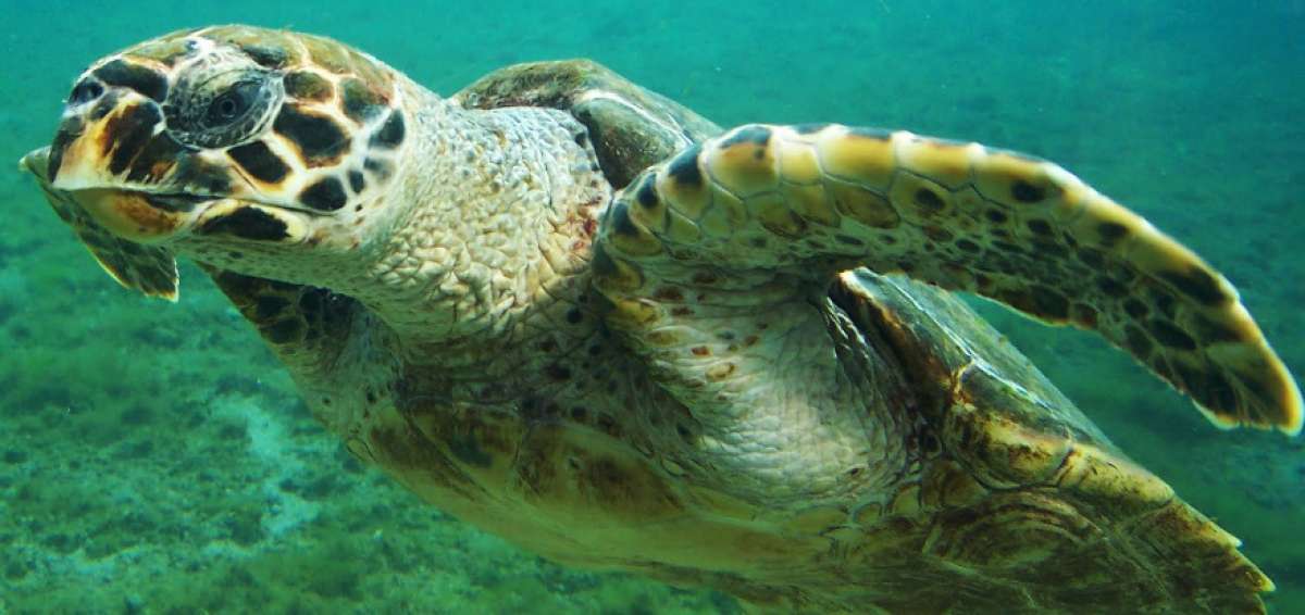 El agente causante de la fibropapilomatosis es un herpesvirus. Los n&oacute;dulos generados en la piel disminuyen la visibilidad del reptil.