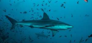 Colombia proh&iacute;be todo tipo de pesca de tibur&oacute;n