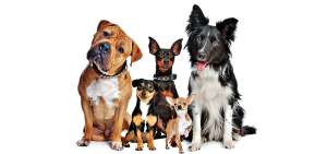 Los perros tambi&eacute;n se estresan