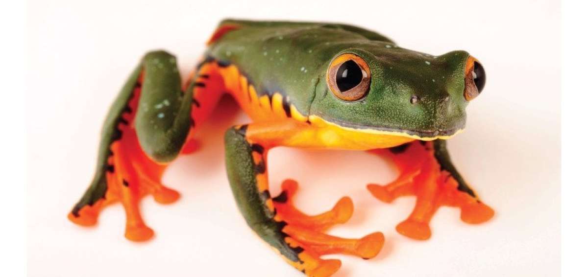 La piel de una rana ecuatoriana tiene un potente antimicrobiano
