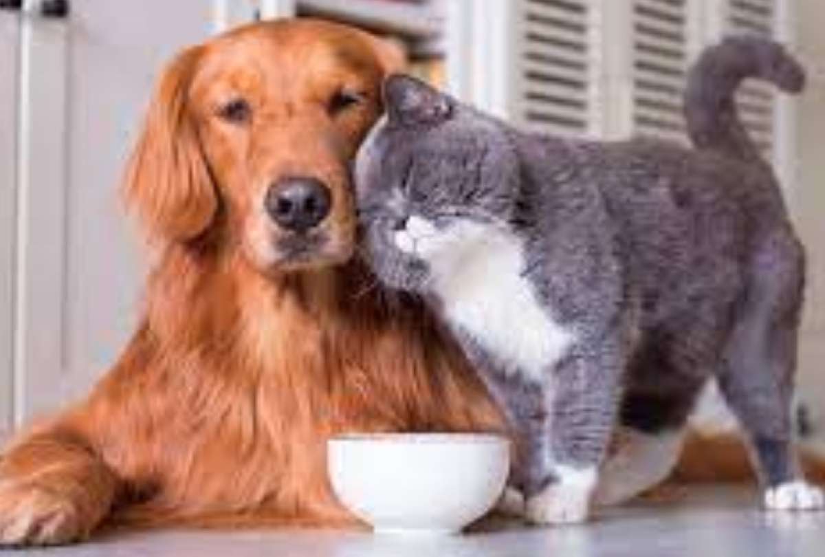 Perros o gatos, &iquest;cu&aacute;l es m&aacute;s inteligente?