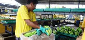 Bananeros tendr&aacute;n que pagar tasa para exportar