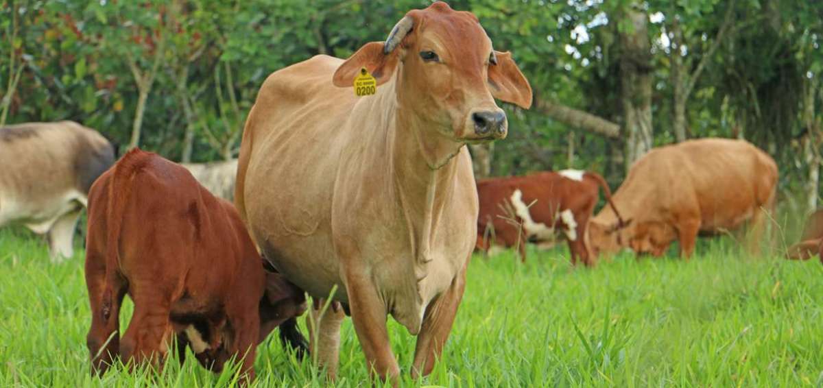 Agrocalidad extiende campa&ntilde;a de vacunaci&oacute;n contra la fiebre aftosa