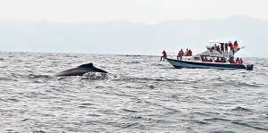 El lanzamiento oficial de la temporada de avistamiento de ballenas se realiz&oacute; el pasado fin de semana. Foto: Vivian Zambrano / El Tel&eacute;grafo