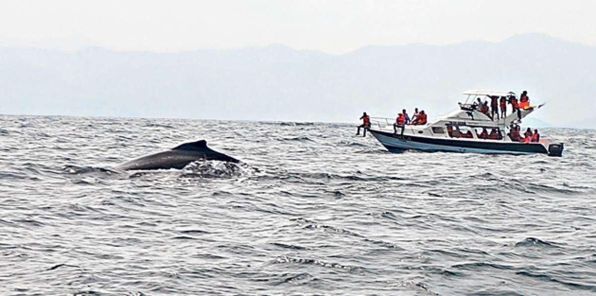El lanzamiento oficial de la temporada de avistamiento de ballenas se realiz&oacute; el pasado fin de semana. Foto: Vivian Zambrano / El Tel&eacute;grafo