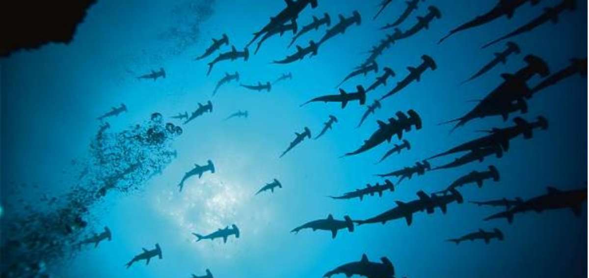 Un estudio pretende monitorear ejemplares j&oacute;venes de dos especies de tibur&oacute;n en Gal&aacute;pagos.