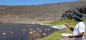 Islas Gal&aacute;pagos cens&oacute; a 281 flamingos