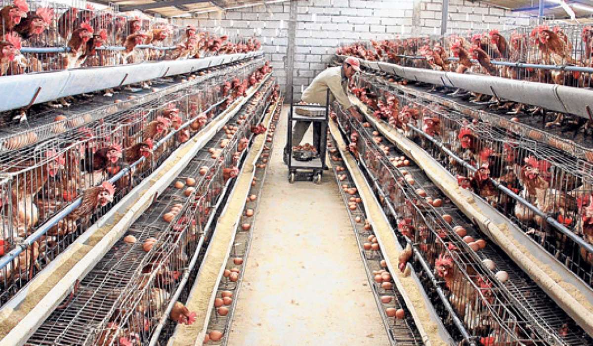 El dise&ntilde;o de los galpones y la implementaci&oacute;n de estufas en su interior crean el ambiente ideal, entre 20 y 28 grados,  para la producci&oacute;n diaria de huevos. Foto: Roberto Ch&aacute;vez / El Tel&eacute;grafo