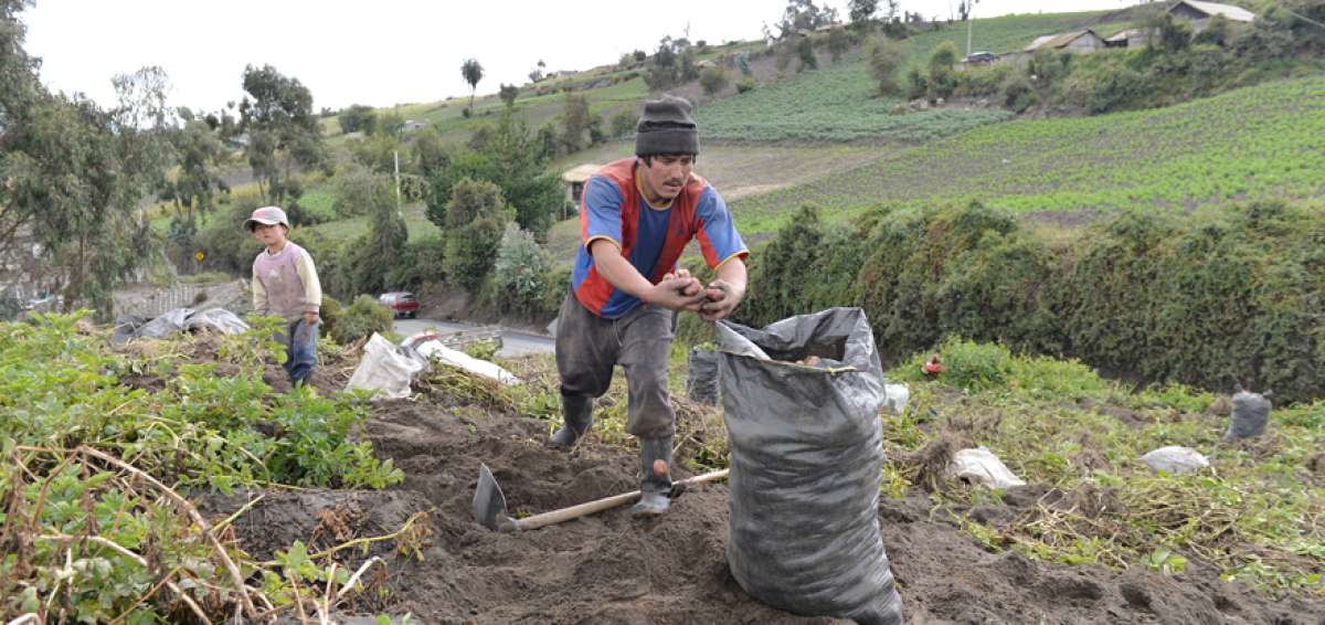 Al momento en los nueve cantones las plantaciones de papa cubren una superficie aproximada de 3.000 ha.