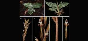 Descubren nueva especie de orqu&iacute;dea en el sureste de Ecuador