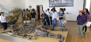 En el museo Megaterio se expone la osamenta de un megaterio gigante, una especie de perezoso terrestre que habit&oacute; en Am&eacute;rica del Sur desde comienzos del Pleistoceno hasta hace 8.000 a&ntilde;os, ya en el periodo Holoceno.​
