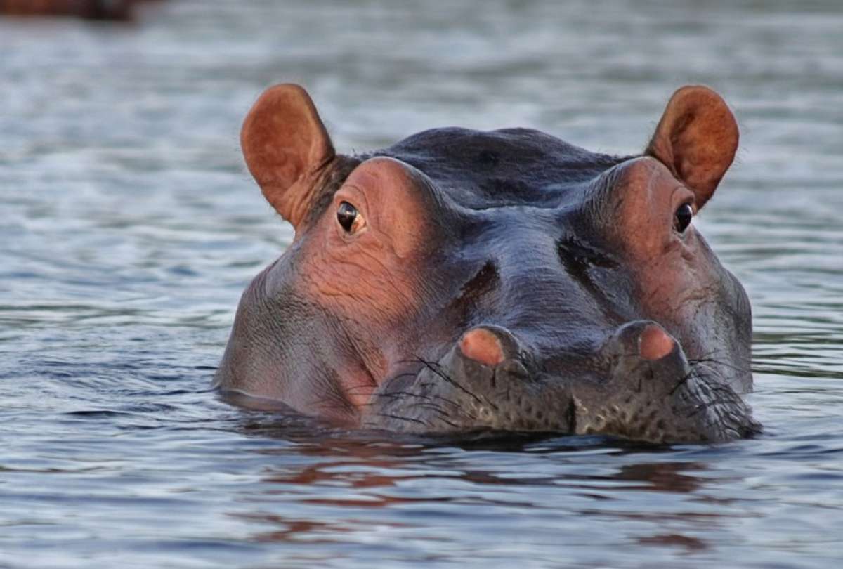 Gobierno colombiano planea sacar del país a los hipopótamos de Pablo Escobar