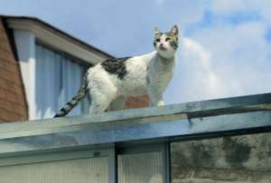 &#039;Viejos Malditos&#039;: el gato que escribió una nueva página del cine ecuatoriano