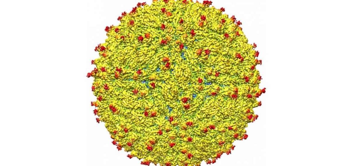 Las caracter&iacute;sticas particulares del zika pueden ser las que le permiten adherirse a ciertas mol&eacute;culas e infectar c&eacute;lulas humanas.