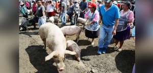 Los productores ecuatorianos de carne expresaron su preocupaci&oacute;n ante la posible adquisici&oacute;n de ganado porcino desde el pa&iacute;s vecino. 