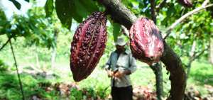 Detr&aacute;s de la producci&oacute;n de cacao se encuentran m&aacute;s de 5 millones de agricultores en el mundo, para generar aproximadamente $ 120 mil millones.