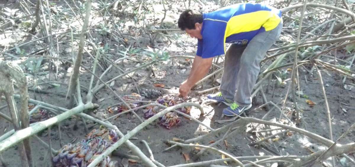En Puerto Bol&iacute;var 576 cangrejos rojos decomisados fueron devueltos al manglar