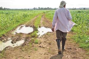 El seguro cubre el 60% del valor de la prima neta. M&aacute;ximo son $ 700 por agricultor y por ciclo de cultivo. Foto: Cortes&iacute;a