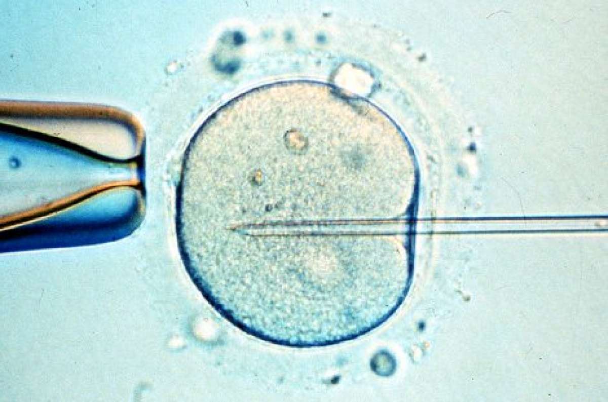 Justicia costarricense suspende decreto que autoriza fecundaci&oacute;n in vitro