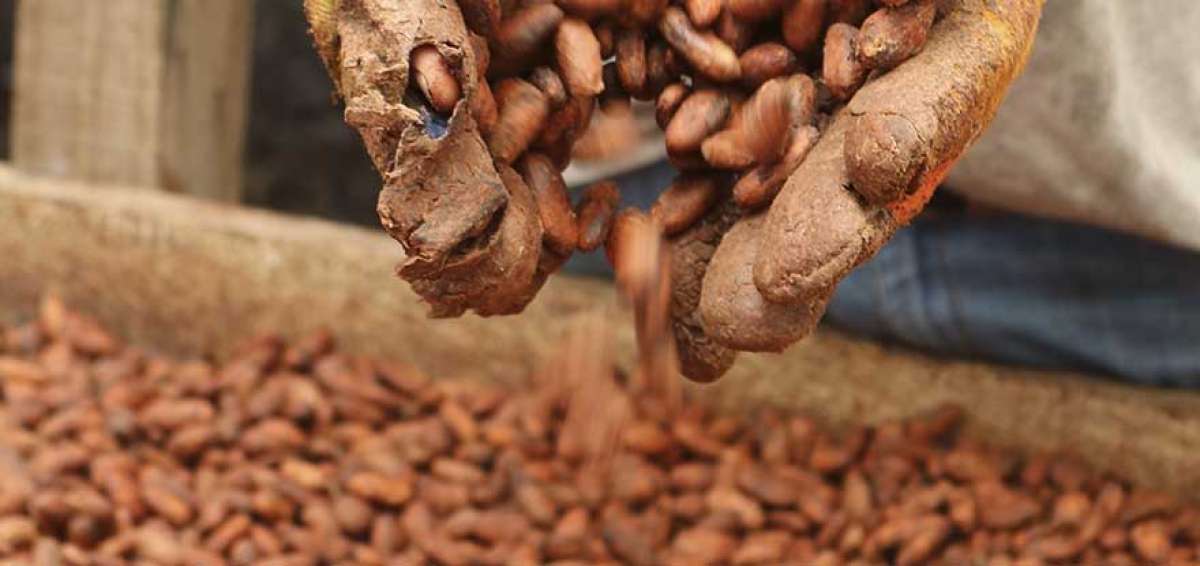 Ecuador particip&oacute; en Junta Mundial de Cultivo de Cacao, en Costa de Marfil