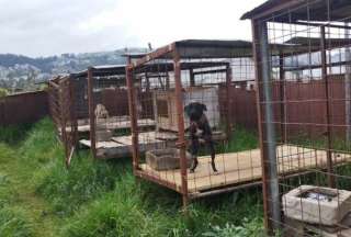 La persona sancionada tenía a 24 animales de compañía enjaulados y en condiciones que atentaban contra su bienestar físico, refirió la Agencia Metropolitana de Control (AMC).