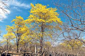 Estar frente a un &aacute;rbol de Guayac&aacute;n es como si un amplio paraguas amarillo literalmente nos iluminara. Foto: cortes&iacute;a de click-uio