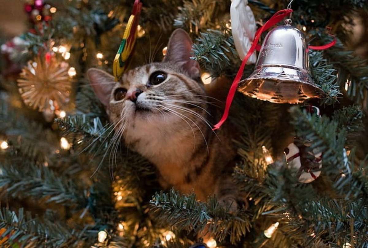 El árbol de navidad es un parque de diversiones para los gatos. 