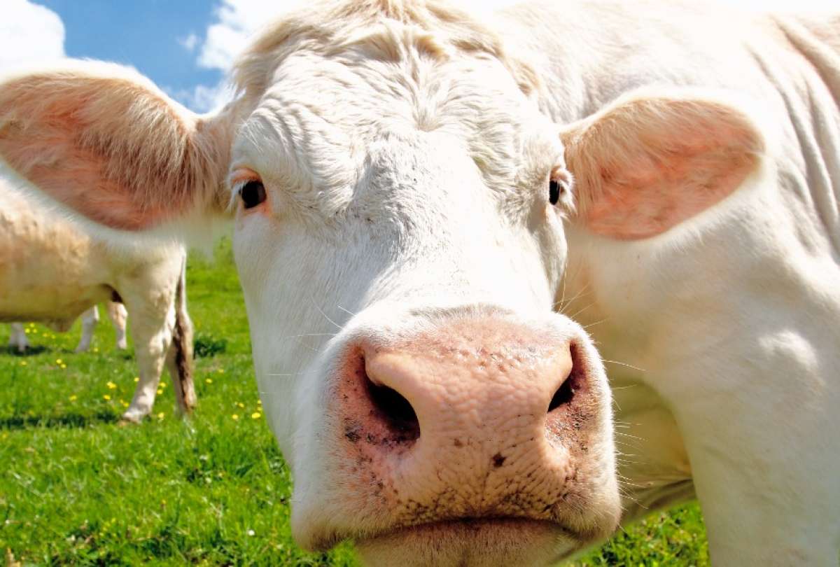 Hombre entrega a su mujer por una vaca y USD 300.