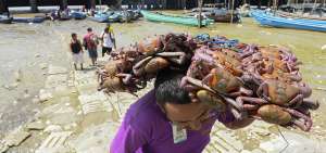 El cangrejo rojo es una de las especies marinas m&aacute;s apetecidas por los ecuatorianos. Se elaboran diversos platos con este crust&aacute;ceo.