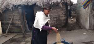 La quinua es el producto estrella del sector, la cosecha del grano puede producir entre 80 a 100 quintales,  que son entregados a una fundaci&oacute;n de Riobamba.