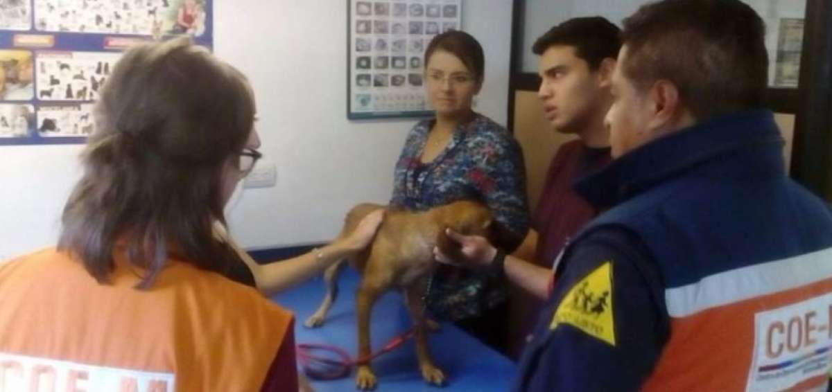 Marcelino recuperar&aacute; su mascota tras accidente de tr&aacute;nsito