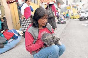 En las calles de la capital chimboracense es com&uacute;n observar a perros o grupos de ellos que han sido abandonados por sus due&ntilde;os. Foto: Elizabet Maggi para El Tel&eacute;grafo
