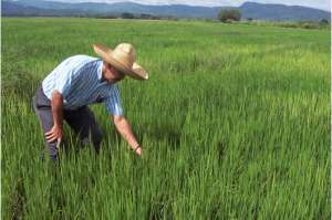 El trigo, lactosueros, arroz, leche en polvo y carne de pollo son los productos en mayor riesgo de ser afectados. Foto: Cortes&iacute;a evista El Agro