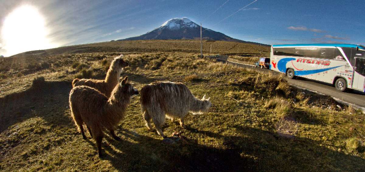 A diario los cam&eacute;lidos cruzan la carretera Ambato-Guaranda, v&iacute;a que atraviesa la reserva, por lo que se recomienda conducir con m&aacute;xima precauci&oacute;n y a rangos moderados.