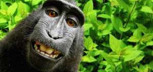 El mono Naruto se tom&oacute; el m&aacute;s famoso de los selfies entre los primates. 