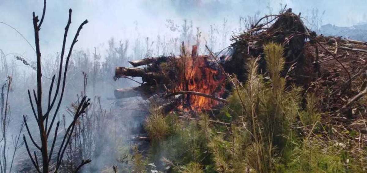 El incendio registrado en el sector de Pichanilla es considerado el m&aacute;s fuerte en lo que va del a&ntilde;o. M&aacute;s de 100 personas trabajaron para sofocarlo. 