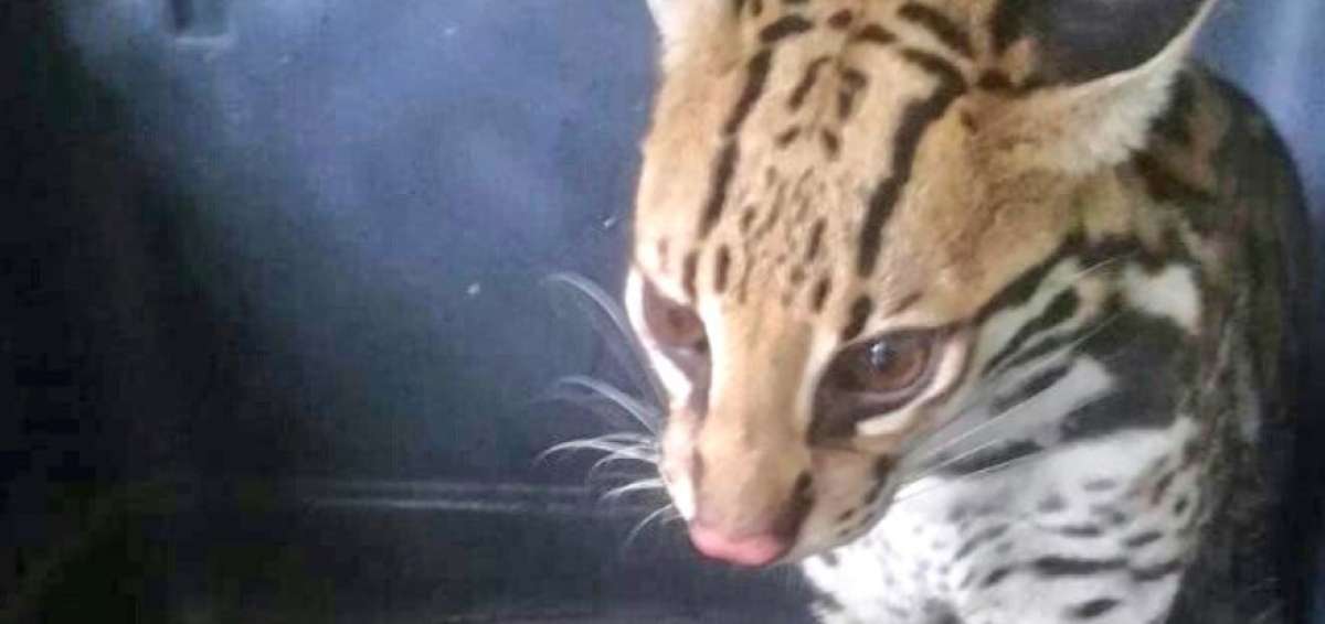 Rescatan a tigrillo perdido en zona rural de Esmeraldas