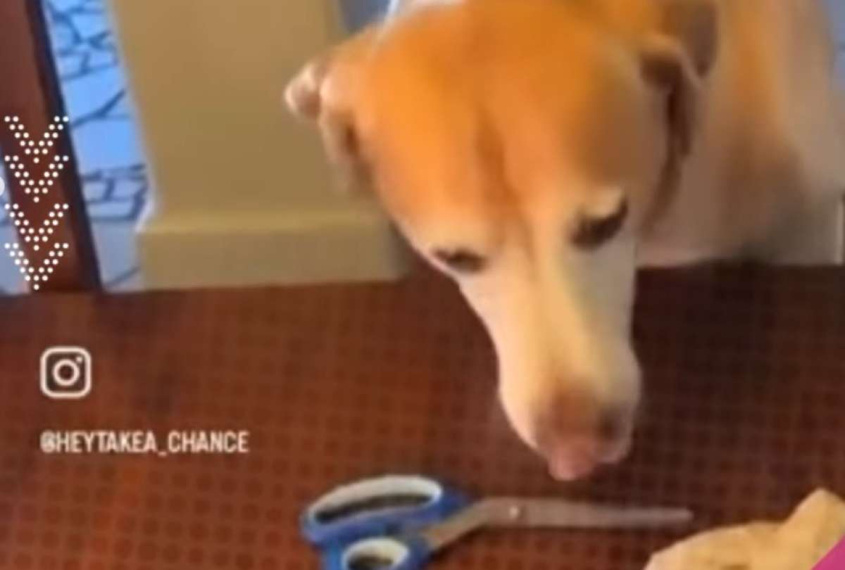 Un video donde un perro vence a su dueño en piedra, papel o tijera ha causado sensación en redes sociales. El peludito se mostró sorprendentemente adiestrado para el tradicional juego.