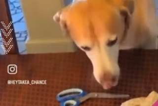  Un video donde un perro vence a su dueño en piedra, papel o tijera ha causado sensación en redes sociales. El peludito se mostró sorprendentemente adiestrado para el tradicional juego.