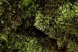 Para frenar esa extracción, el Gobierno activó la campaña nacional &#039;No arranques la piel de los bosques&#039;.